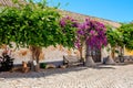 Flowers on the wall, Faro Portugal