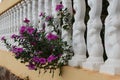 flowers on the wall Royalty Free Stock Photo