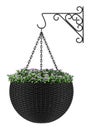 Flowers in wall hanging pot isolated on white Royalty Free Stock Photo