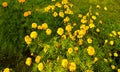 Flowers wallpaper green grass small and big flowers colourfull picture Royalty Free Stock Photo