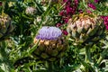 Flowers from Wanaka New Zealand; Artichoke `Green Globe`.