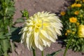 Flowers from Wanaka New Zealand; Giant Ball Dahlia Boom Boom Lemon ice.