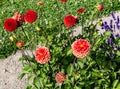 Flowers from Wanaka New Zealand; Giant Ball Dahlia Boom Boom mixed colors