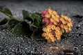 Flowers with water drops on dark colorful background Royalty Free Stock Photo