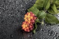 Flowers with water drops on dark colorful background Royalty Free Stock Photo