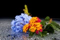 Flowers with water drops on dark colorful background Royalty Free Stock Photo