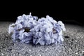 Flowers with water drops on dark colorful background Royalty Free Stock Photo