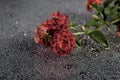 Flowers with water drops on dark colorful background Royalty Free Stock Photo