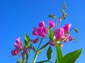 Flowers with water drops, sweet peas Royalty Free Stock Photo