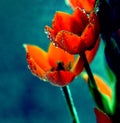 Flowers with water drops