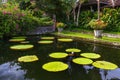 Flowers in water palace Tirta Ganga - Bali Island Indonesia