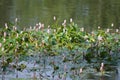 Flowers of Water Smartweed