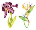 Flowers watercolor clipart.