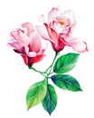 Flowers watercolor