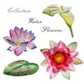 Flowers watercolor illustration. Set of water flowers on a white background Royalty Free Stock Photo
