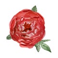 Flowers watercolor illustration. A tender red peony on a white background Royalty Free Stock Photo