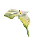 Flowers watercolor illustration. A tender white Calla on a white background