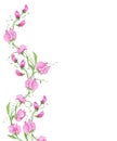 Flowers watercolor pink, Pink curly sweet pea watercolor Royalty Free Stock Photo