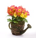Flowers in watering can Royalty Free Stock Photo
