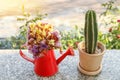 flowers in watering can and cactus in flowerpot on marble table Royalty Free Stock Photo