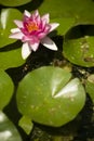 Flowers of waterlily plant
