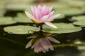 Flowers of waterlily plant