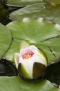 Flowers of waterlily plant on pond