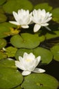 Flowers of waterlily plant on pond