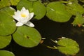 Flowers of waterlily plant on pond