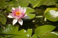 Flowers of waterlily plant