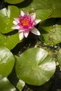 Flowers of waterlily plant