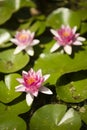 Flowers of waterlily plant