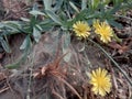 Flowers with web