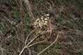 Dried flowers dead at winter time in the UK Royalty Free Stock Photo