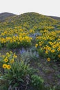 Flowers in Wenatchee Royalty Free Stock Photo