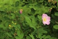 Flowers on the street of Suvorov in the city of Korolev.