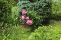 Flowers on Suvorov street Yards in the city of Korolev.