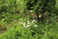 Flowers on Suvorov street Yards in the city of Korolev.