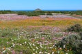 Flowers at the west coast national park Royalty Free Stock Photo