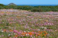 Flowers at the west coast national park Royalty Free Stock Photo