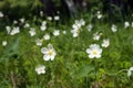 Flowers of white Anemones Anemone nemorosa grow on sammer meadow Royalty Free Stock Photo