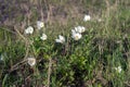 Flowers of white Anemones Anemone nemorosa grow on spring meadow. Royalty Free Stock Photo