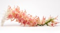 Twisted Sense Of Humor: Pink And White Flower On White Background