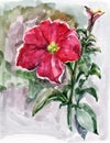 Watercolor red petunia with background. Illustration.