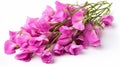 Bright Pink Sweet Pea Flowers On White Background - Uhd Image
