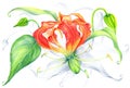 Flowers on a white background. Use printed materials, signs, items, websites, maps, posters, postcards, packaging.