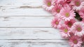 White wooden spring background with pink daisy flowers Royalty Free Stock Photo