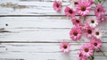 White wooden spring background with pink daisy flowers Royalty Free Stock Photo