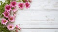 White wooden spring background with pink daisy flowers Royalty Free Stock Photo