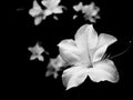 Flowers in white and black tones. Backgrounds Royalty Free Stock Photo